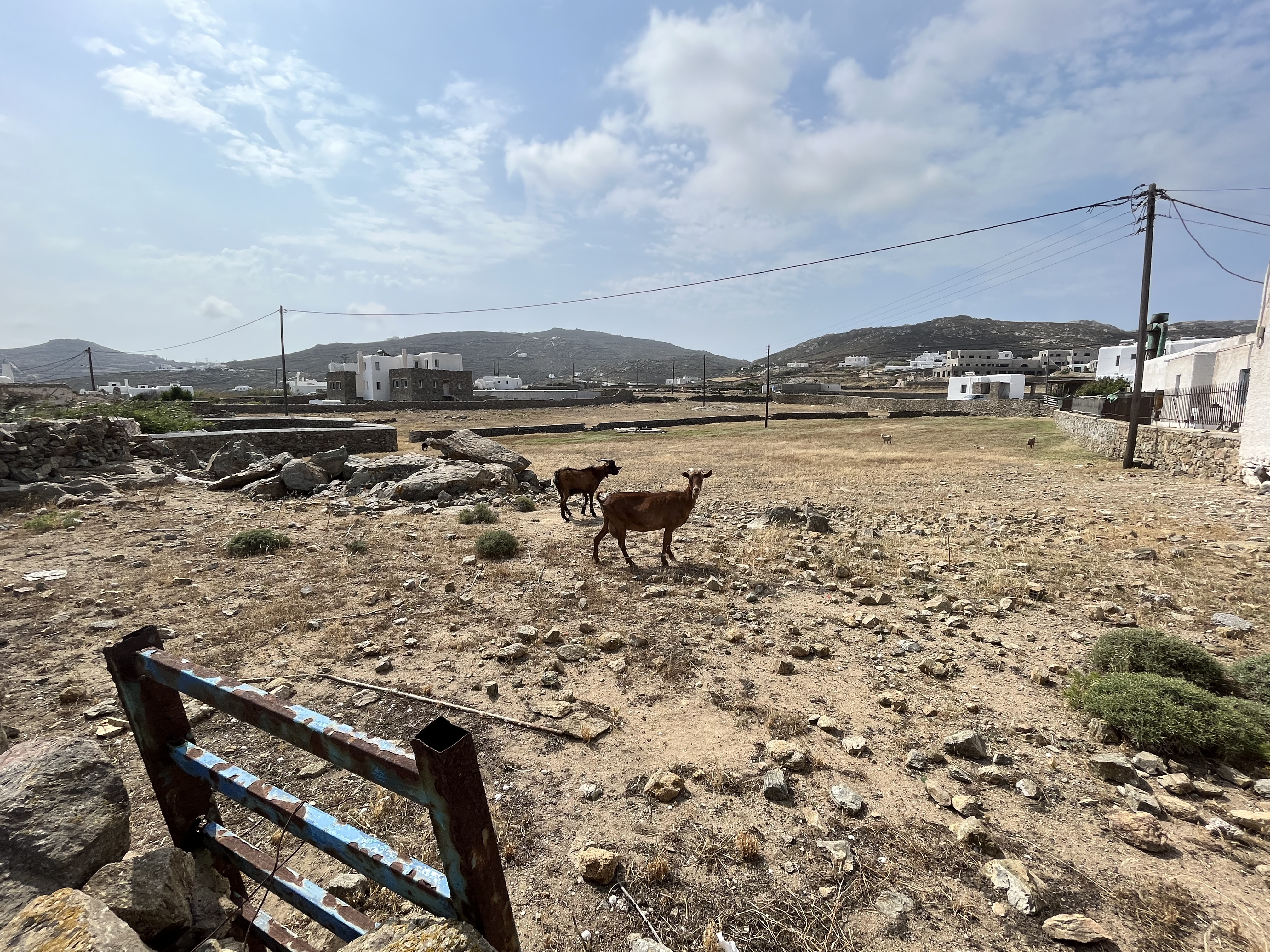 Goats spotted during a walk in Mykonos
