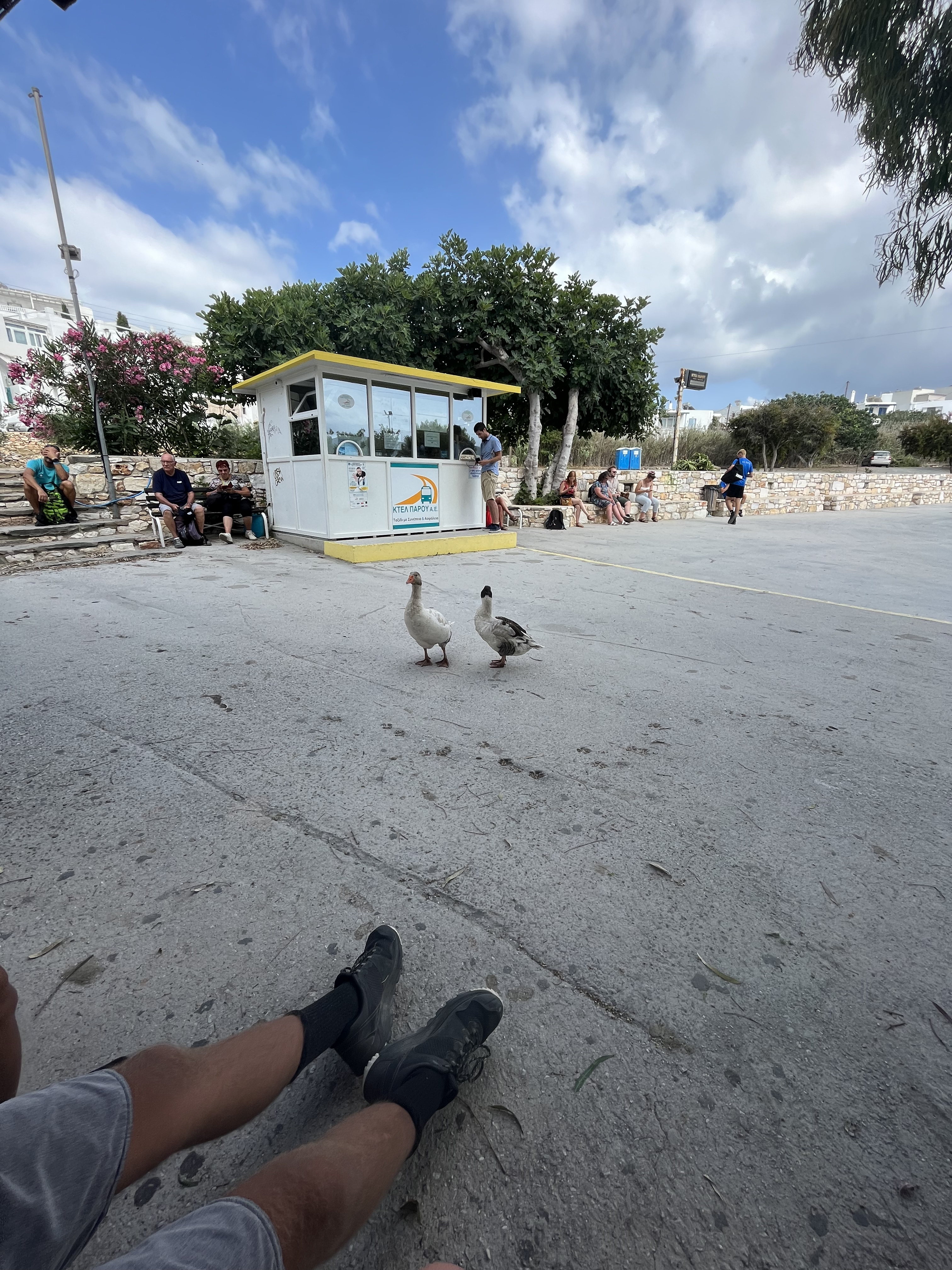 Ducks at the beach
